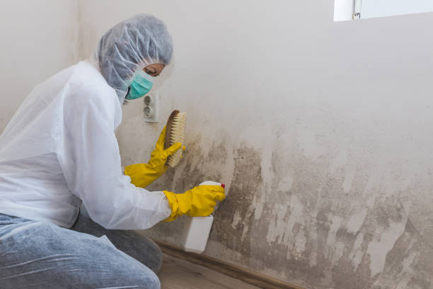 Best Mold Prevention Services in East Mountain, TX